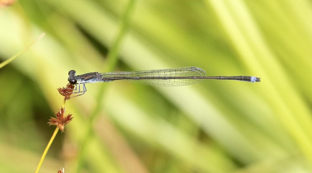 Blackwater Bluet