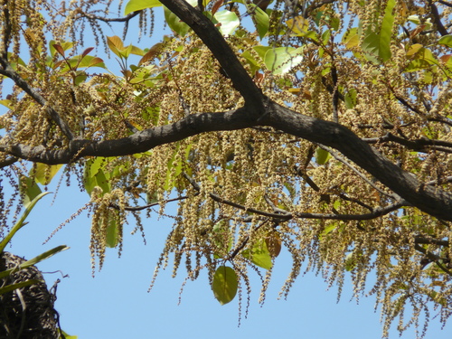 Terminalia bellirica
