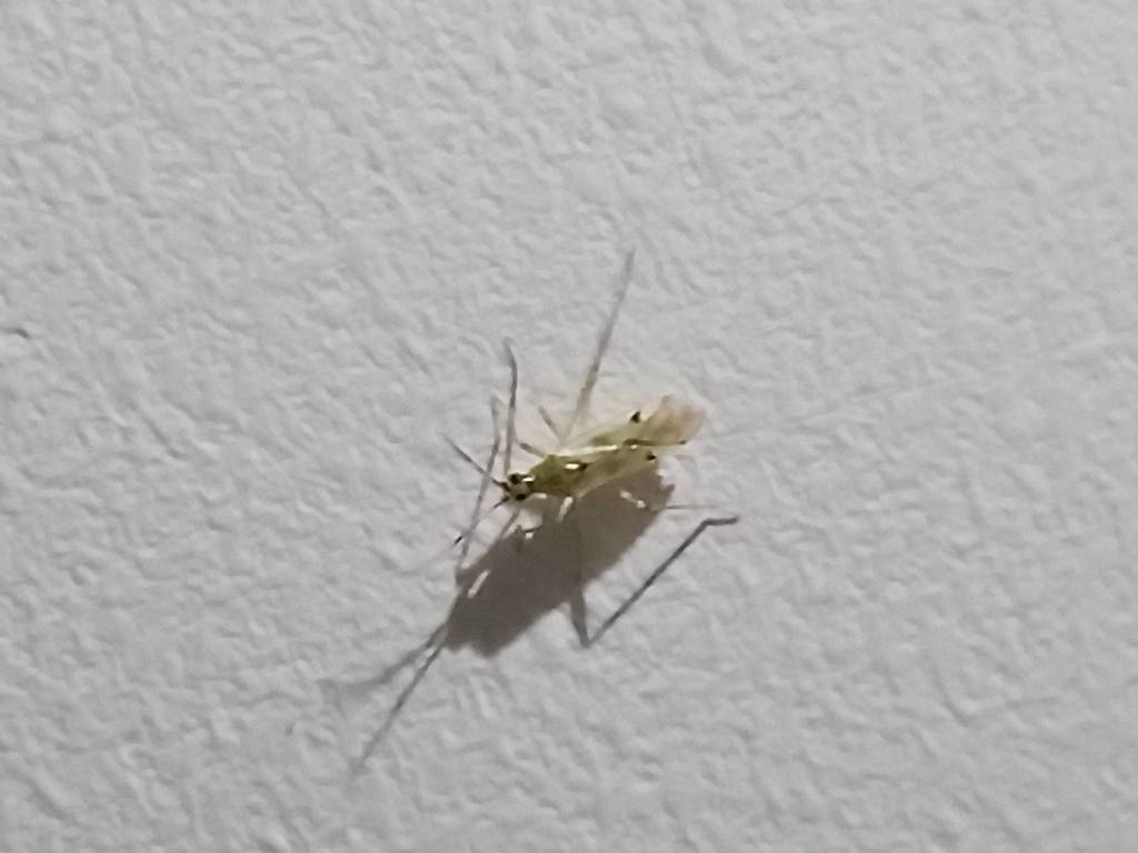 Plant bug