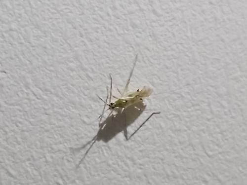 Plant bug