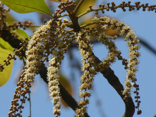 Terminalia bellirica