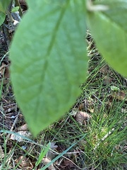 Lysimachia vulgaris