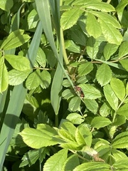 Cantharis rustica