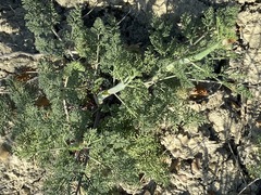 Astrodaucus littoralis