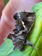 Chrysodeixis
