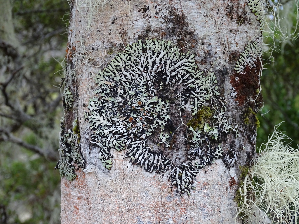 Menegazzia foraminulosa