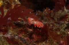 Carronella pellucida