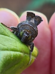 Chrysodeixis