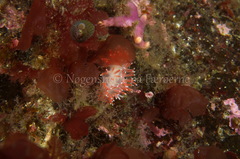 Carronella pellucida