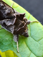 Chrysodeixis