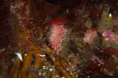 Carronella pellucida