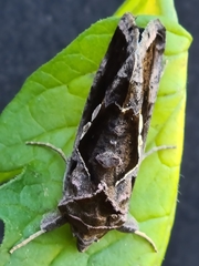 Chrysodeixis