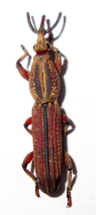 Rhinopteryx