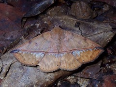 Ugia sundana