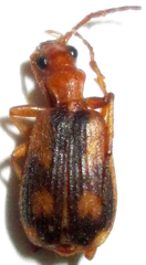 Brachinus armiger