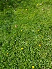 Taraxacum