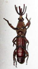 Rhinopteryx