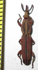 Rhinopteryx