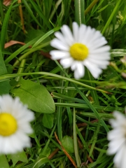 Bellis perennis