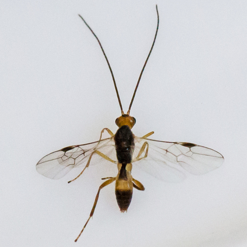 Wasp