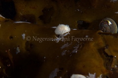 Onchidoris muricata