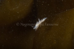 Dendronotus lacteus