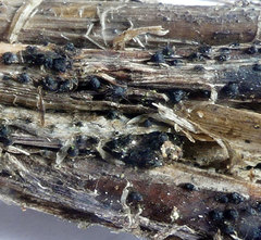 Setophoma terrestris