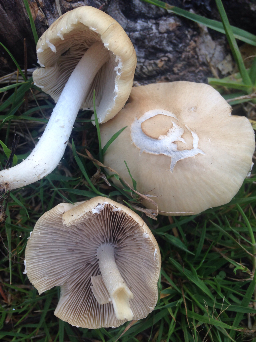 Psathyrella candolleana image