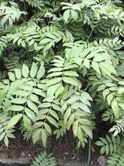 Calliandra haematocephala