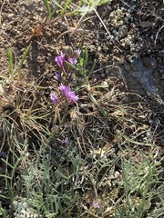 Astragalus subuliformis