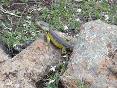 Pseudocordylus subviridis