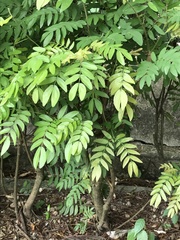Calliandra haematocephala