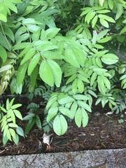 Calliandra haematocephala