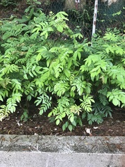 Calliandra haematocephala