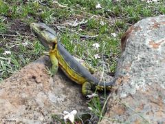 Pseudocordylus subviridis