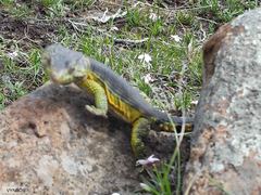 Pseudocordylus subviridis