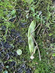 Lysichiton americanus