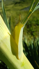 Aciphylla scott-thomsonii