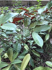 Excoecaria cochinchinensis