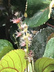 Acalypha wilkesiana