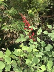 Erythrina × bidwillii