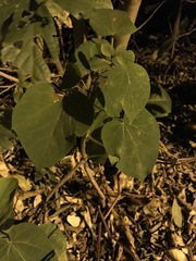 Endospermum chinense