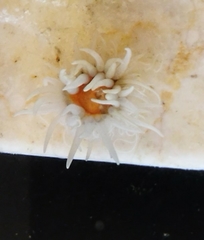 Actinothoe sphyrodeta image