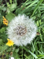 Taraxacum