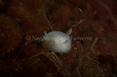 Onchidoris muricata