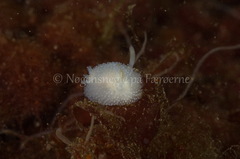 Onchidoris muricata