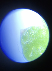 Leptinella squalida squalida