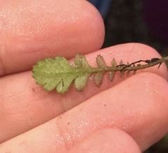 Leptinella squalida squalida