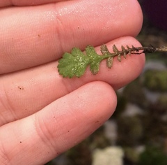 Leptinella squalida squalida