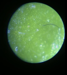 Leptinella squalida squalida